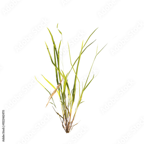 clump of grass isolated on a transparent background. Isolated grass on transparent background. side view clump of grass. Bunch of green grass isolated on transparent background. Grass PNG. Lawn PNG.