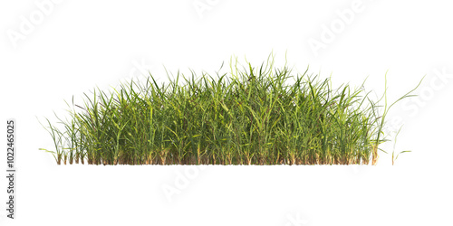 clump of  grass isolated on a transparent background. Isolated grass on transparent background. side view clump of grass. Bunch of green grass isolated on transparent background. Grass PNG. Lawn PNG.