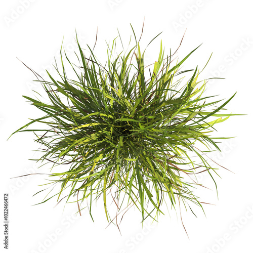clump of  grass isolated on a transparent background. Isolated grass on transparent background. top view clump of grass. Bunch of green grass isolated on transparent background. Grass PNG. Lawn PNG.