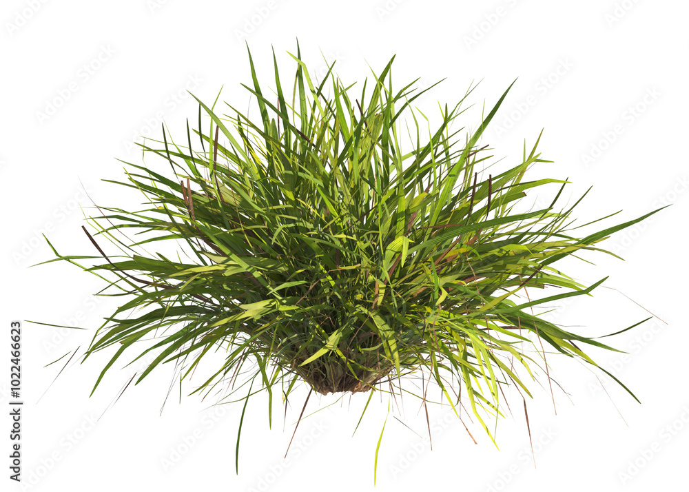 clump of grass isolated on a transparent background. Isolated grass on transparent background. side view clump of grass. Bunch of green grass isolated on transparent background. Grass PNG. Lawn PNG. clump of grass isolated on a transparent background. Isolated grass on transparent background. side view clump of grass. Bunch of green grass isolated on transparent background. Grass PNG. Lawn PNG.