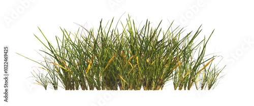 clump of  grass isolated on a transparent background. Isolated grass on transparent background. side view clump of grass. Bunch of green grass isolated on transparent background. Grass PNG. Lawn PNG.