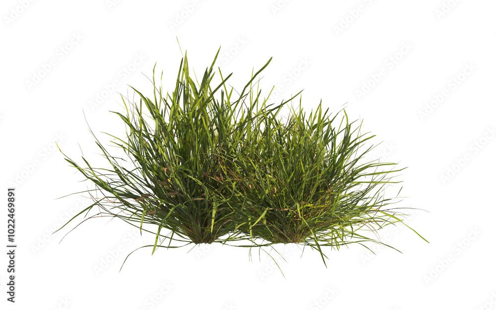 clump of grass isolated on a transparent background. Isolated grass on transparent background. side view clump of grass. Bunch of green grass isolated on transparent background. Grass PNG. Lawn PNG. clump of grass isolated on a transparent background. Isolated grass on transparent background. side view clump of grass. Bunch of green grass isolated on transparent background. Grass PNG. Lawn PNG.