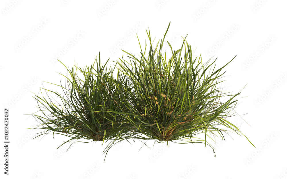 clump of grass isolated on a transparent background. Isolated grass on transparent background. side view clump of grass. Bunch of green grass isolated on transparent background. Grass PNG. Lawn PNG. clump of grass isolated on a transparent background. Isolated grass on transparent background. side view clump of grass. Bunch of green grass isolated on transparent background. Grass PNG. Lawn PNG.
