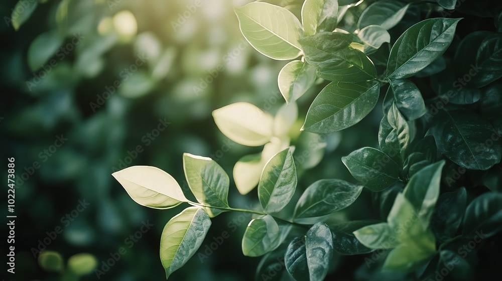 Fototapeta premium Lush Green Leaves in Soft Natural Light