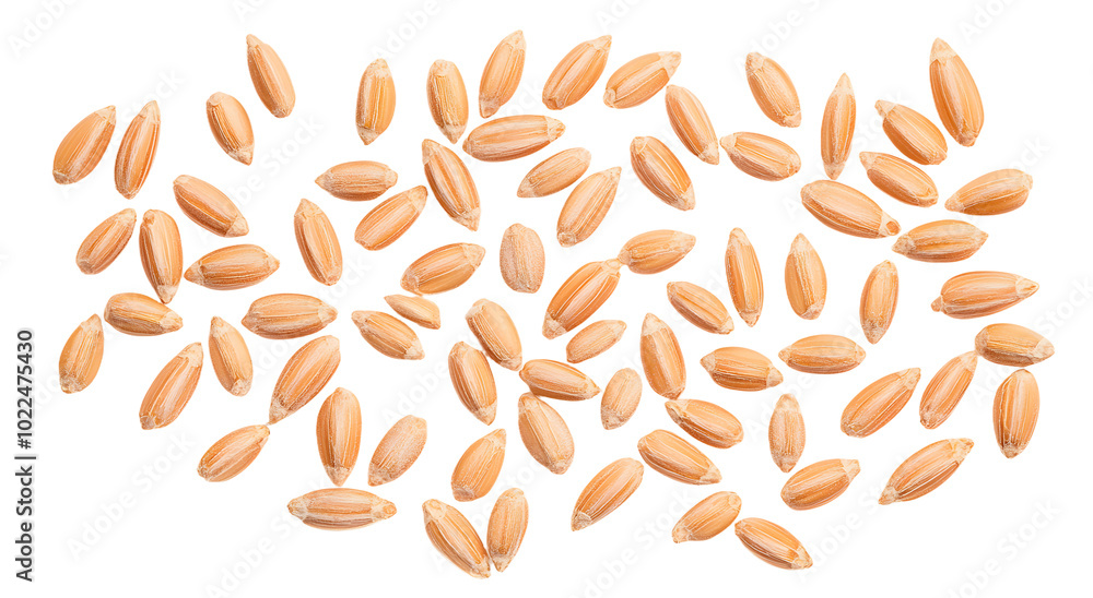 Organic peeled spelt grains isolated on white, top view Organic peeled spelt grains isolated on white, top view