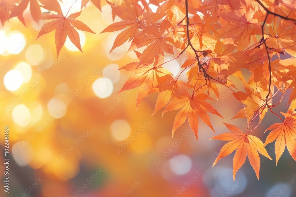 Fallen Leaves Season Background Fallen Leaves Season Background