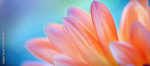 A macro shot of an orange and pink flower, with the petals gently blurring into a blue background