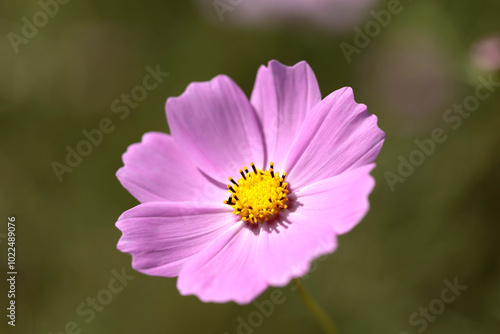 Blooming pink cosmos near Anseong-si, Korea