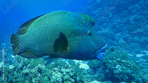 Underwater and close up photo of the endangered species, Humphead Wrasse and Parrotfish.