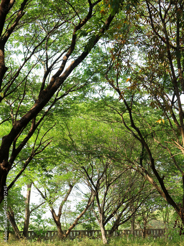 a forest with many trees with towering trunks in summer a forest with many trees with towering trunks in summer