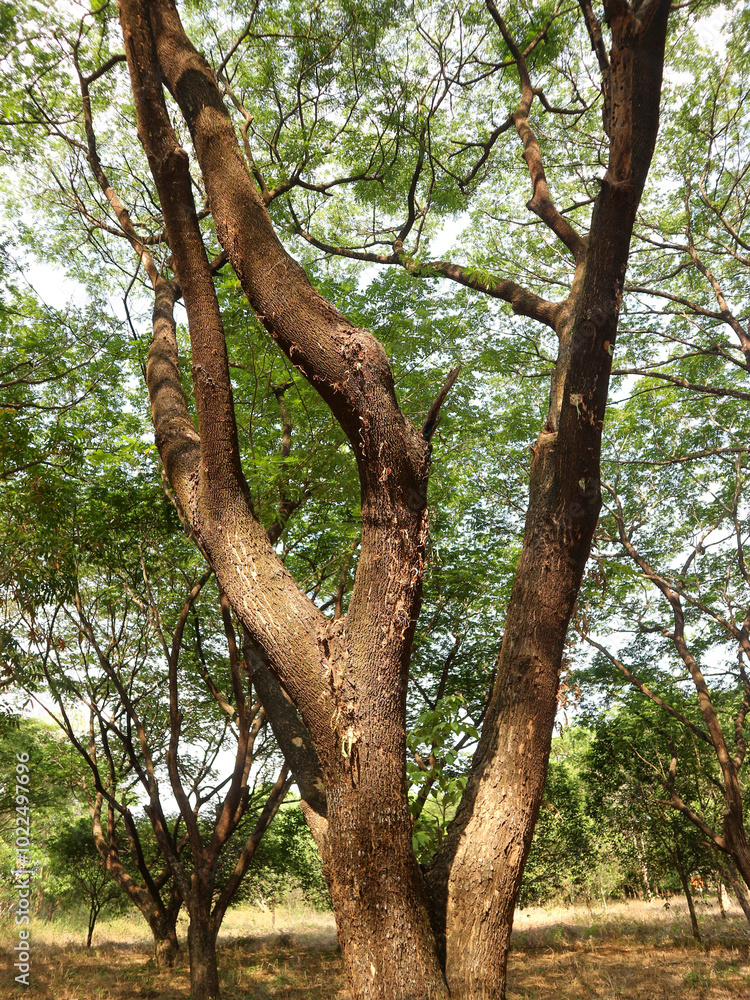A large tree sapling that is exposed to sunlight in a forest.