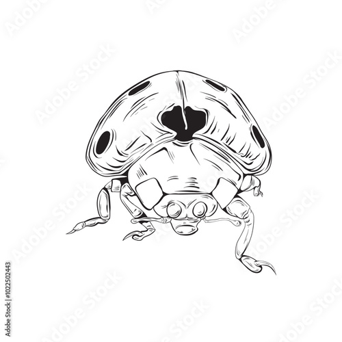 Hand drawn Ladybug isolated illustration eps