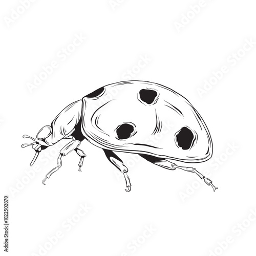 Hand drawn Ladybug isolated illustration eps