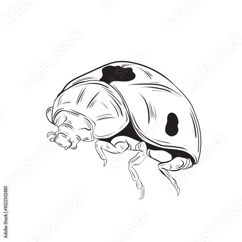Hand drawn Ladybug isolated illustration eps