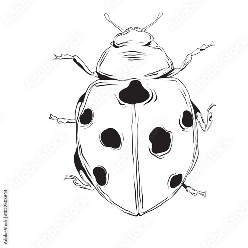 Hand drawn Ladybug isolated illustration eps