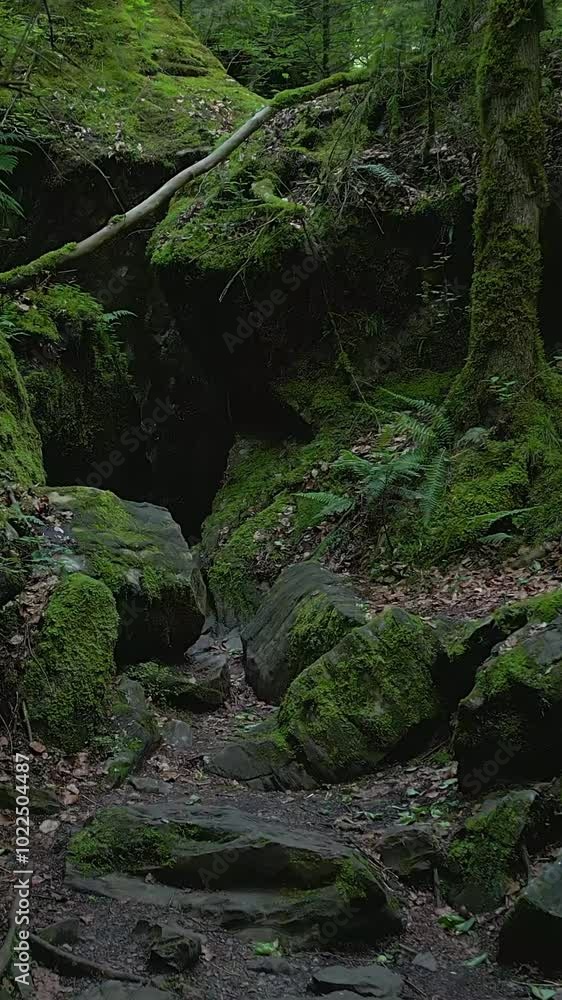 A Serene Forest Pathway that Winds Through Beautiful and Lush Greenery and Nature A Serene Forest Pathway that Winds Through Beautiful and Lush Greenery and Nature
