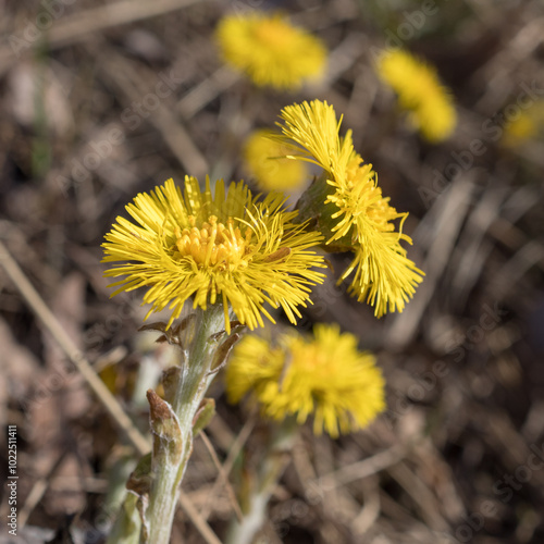 Wallpaper Mural coltsfoot flowers close up Torontodigital.ca
