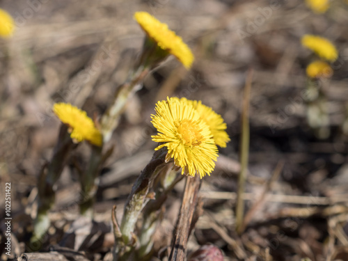 blooming coltsfoot closeup