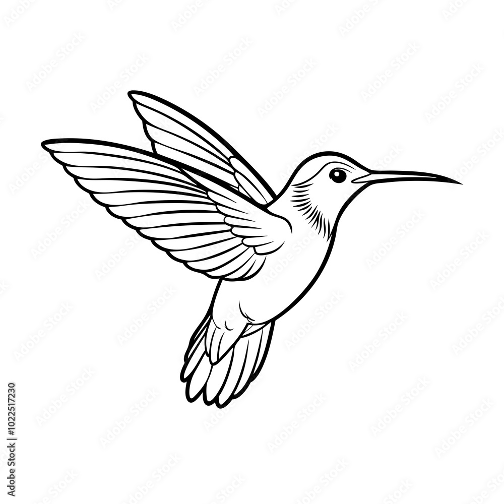 Obraz premium anna-s-hummingbird-flying