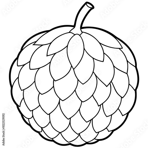 vector illustration of a custard-apple fruit  line art