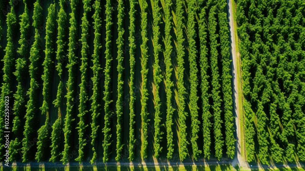 Fototapeta premium drone wine vines