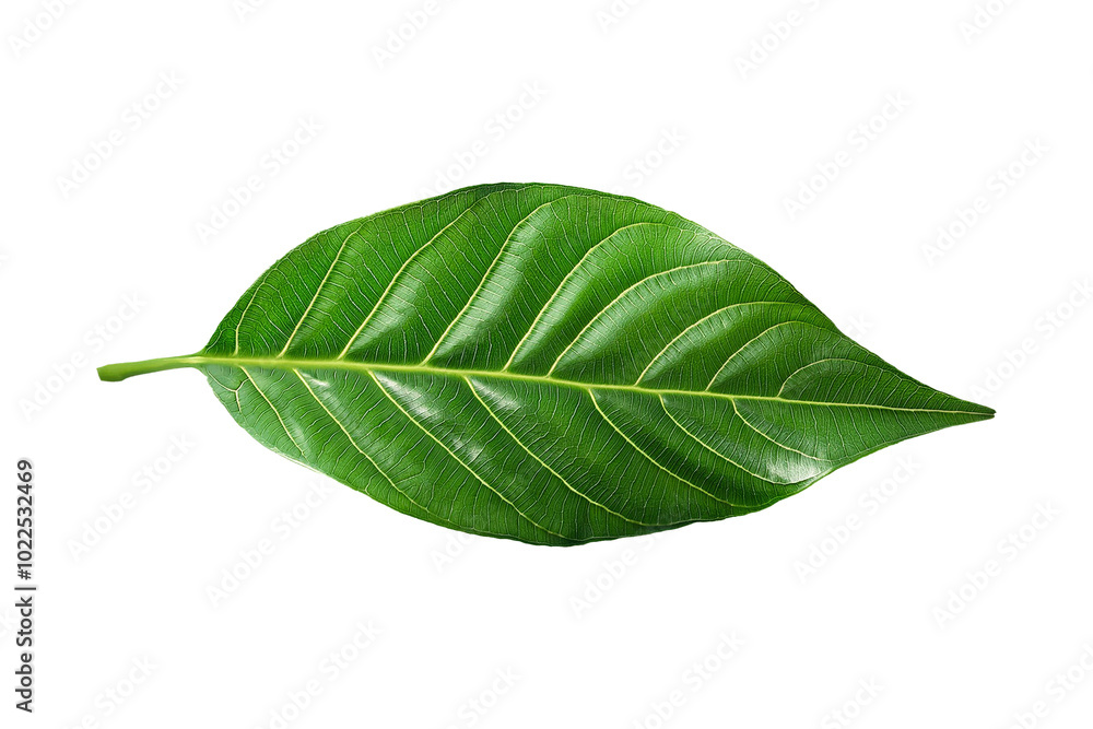 Obraz premium Green leaf on a transparent background