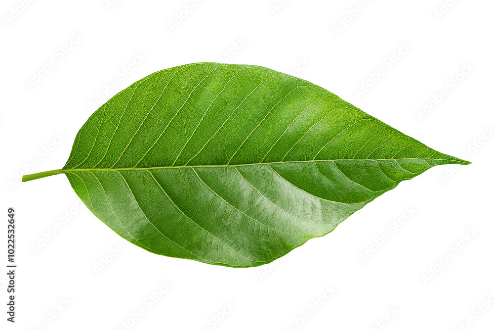 Obraz premium Green leaf on a transparent background