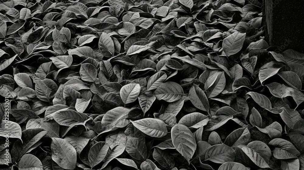 up autumn leaves black and white up autumn leaves black and white