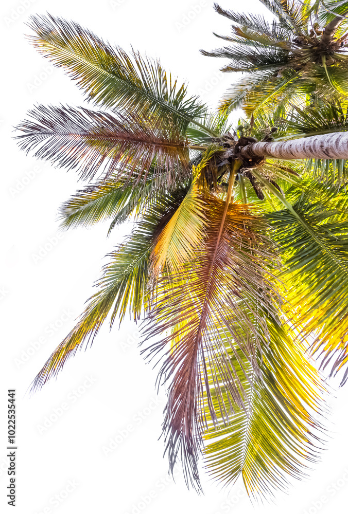 Fototapeta premium Cocotier sur fond blanc 