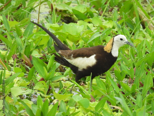 Pheasant-tailed jacana in the grass