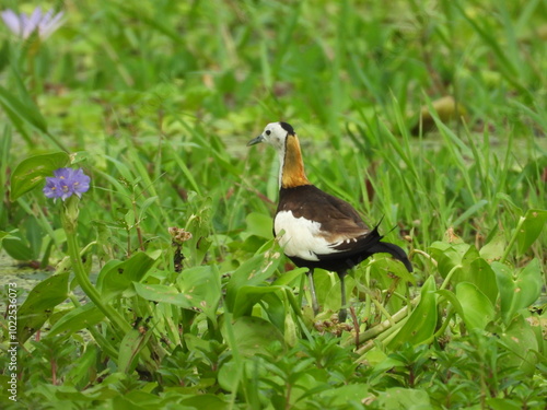 Pheasant-tailed jacana
