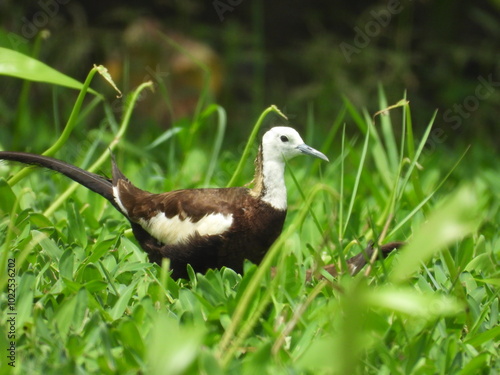 Pheasant-tailed jacana