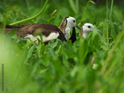 Pheasant-tailed jacana