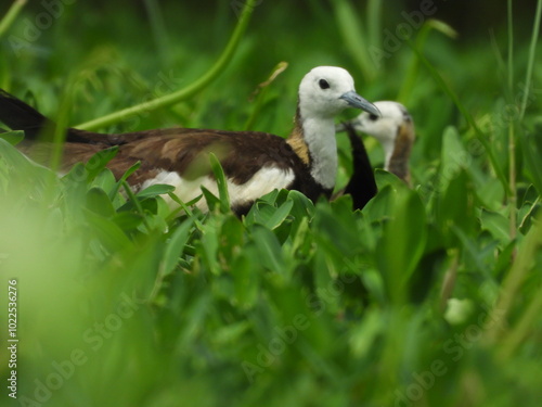 Pheasant-tailed jacana