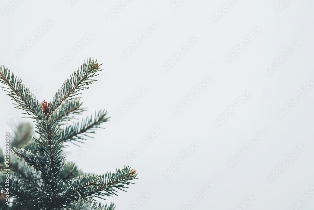 Minimalist winter pine tree branch serene white background Minimalist winter pine tree branch serene white background