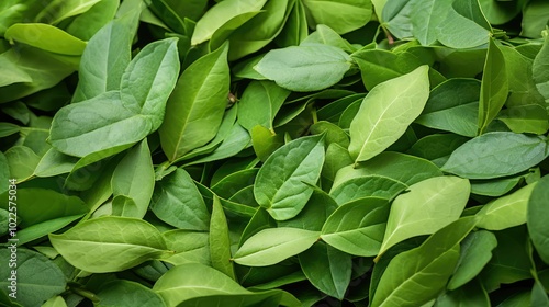 green coca leaves