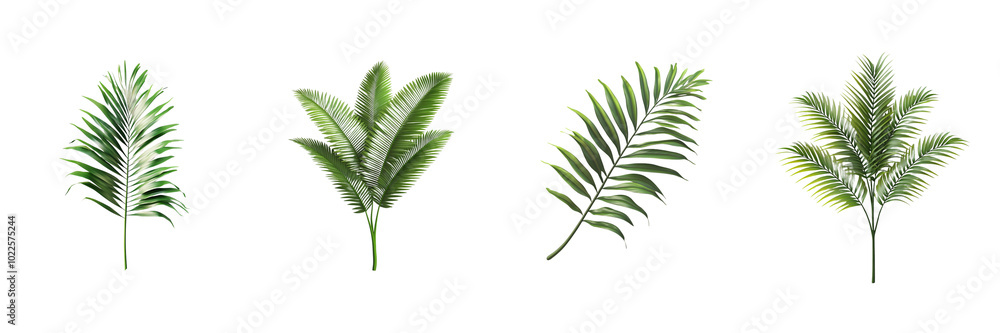 single palm tree branch isolated on transparent png background