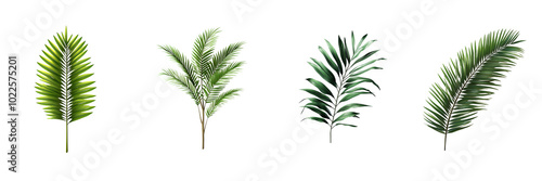 single palm tree branch isolated on transparent png background