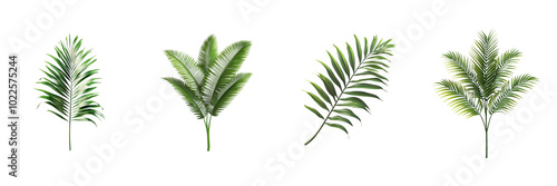 single palm tree branch isolated on transparent png background