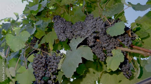 BUNCHES OF RIPE BLACK GRAPES ON THE PRIMITIVO DI MANDURIA VINEYARD, BEFORE BEING HARVESTED 6
