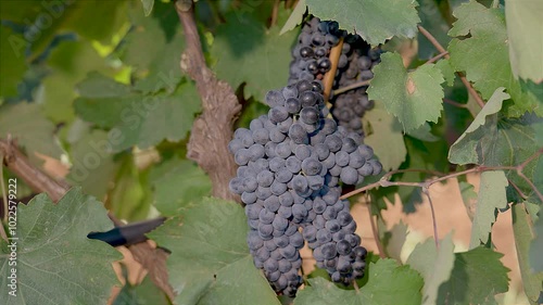 GRAPPOLI DI UVA NERA MATURA SU VIGNETO DI PRIMITIVO DI MANDURIA, PRIMA DI ESSERE VENDEMMIATA 3