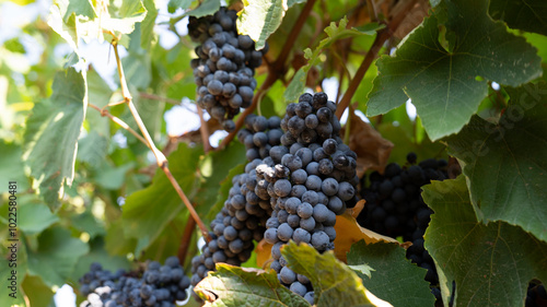 BUNCHES OF RIPE BLACK GRAPES ON THE PRIMITIVO DI MANDURIA VINEYARD, BEFORE BEING HARVESTED 2