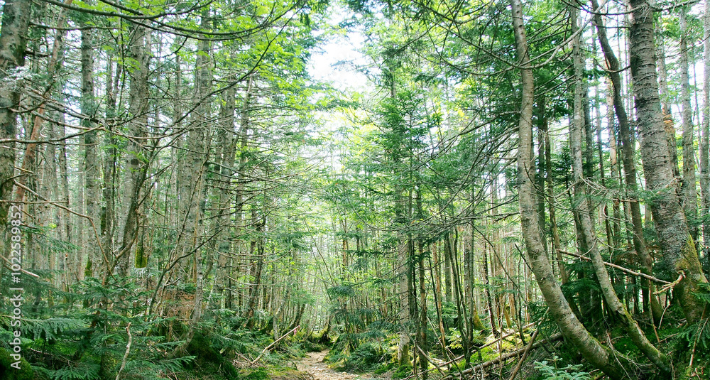 八ヶ岳登山道の針葉樹の森 八ヶ岳登山道の針葉樹の森