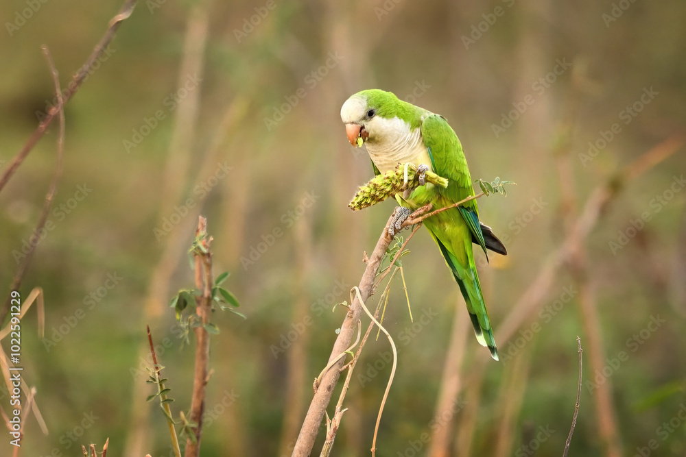 Monk Parakeet Eating Cluster of Seed Heads on a Branch in the Open Field
