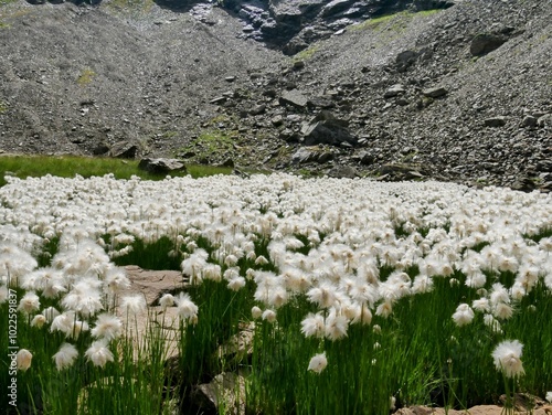 Eriophorum, fleurs Alpes photo