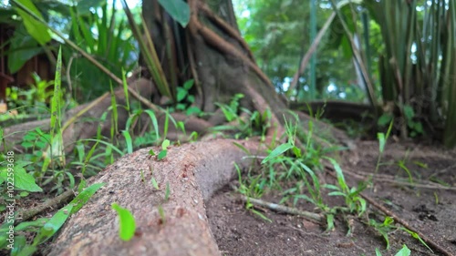 Close-up of diligent leaf cutter ants returning on a tree's root sticking out of the ground with the collected leaf pieces in Tortuguero, Costa Rica. photo