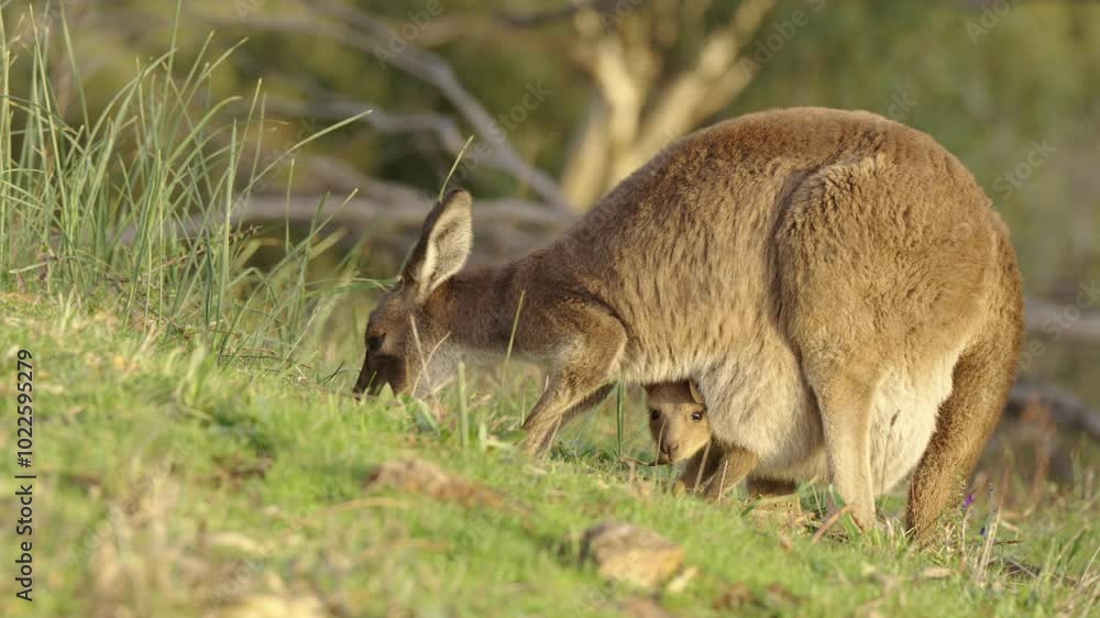 Mother kangaroo eating grass with cute baby in pouch with sunset golden light - Adelaide Hills, South Australia Mother kangaroo eating grass with cute baby in pouch with sunset golden light - Adelaide Hills, South Australia