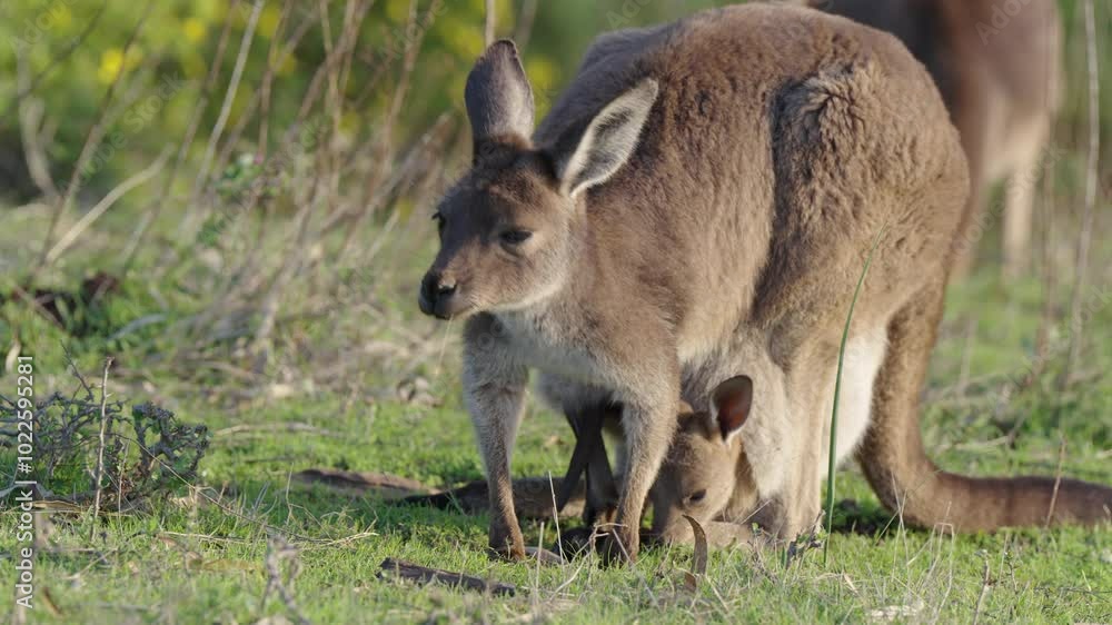 Baby kangaroo eats grass with mother and then hops out of pouch - close up shot Baby kangaroo eats grass with mother and then hops out of pouch - close up shot
