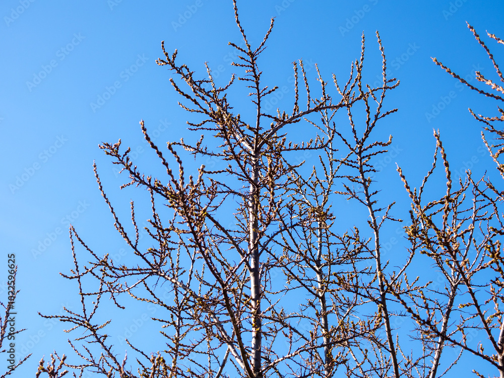 Obraz premium sea ​​buckthorn branches against the sky