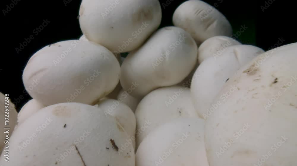 Macro slide champignon mushrooms on a black background. Probe lens dolly shot. Organic food concept. The camera moving through a pile of mushrooms. Close-up. Type L.